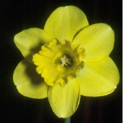 Narcissus Arawannah 